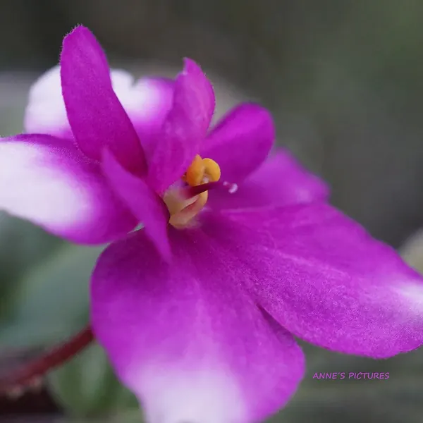 Photo of a african violet plant (Saintpaulia spp.)