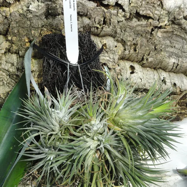 Photo of a air plant plant (Tillandsia spp.)