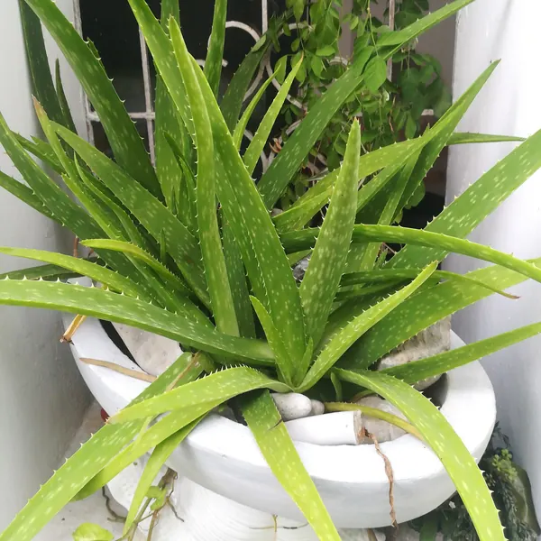 Photo of a aloe vera plant (Aloe vera)