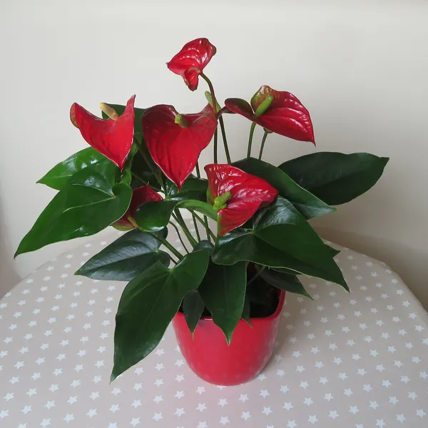 Photo of a anthurium plant (Anthurium andraeanum)