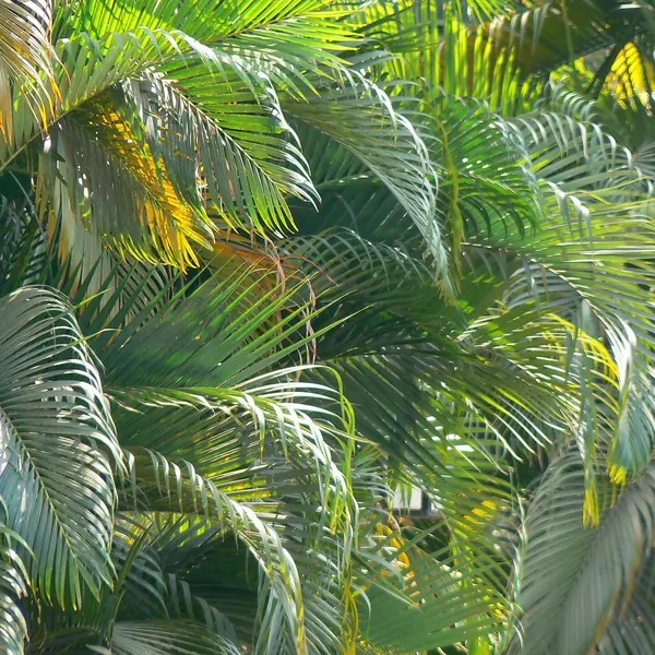 Photo of a areca palm plant (Dypsis lutescens)