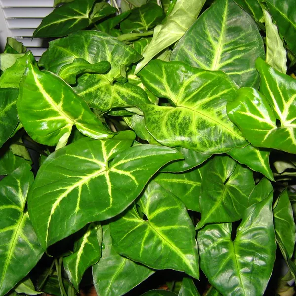 Photo of a arrowhead plant plant (Syngonium podophyllum)