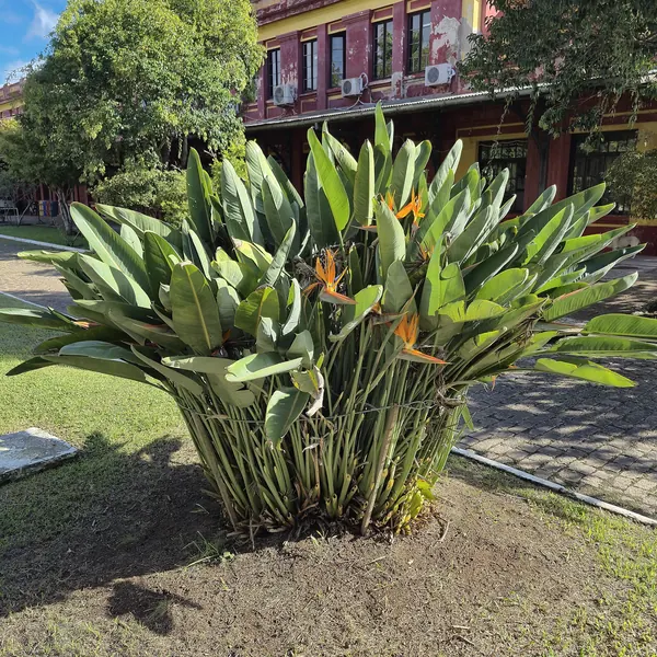 Photo of a bird of paradise plant (Strelitzia reginae / S. nicolai)