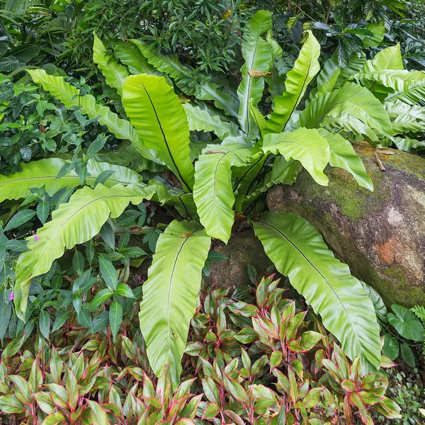 Photo of a bird's nest fern plant (Asplenium nidus)