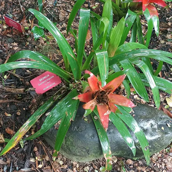 Photo of a bromeliad plant (Guzmania and other bromeliads)