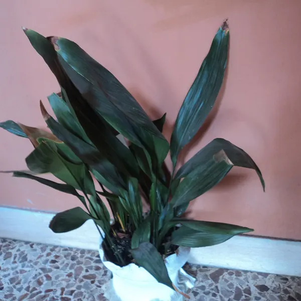 Photo of a cast iron plant plant (Aspidistra elatior)