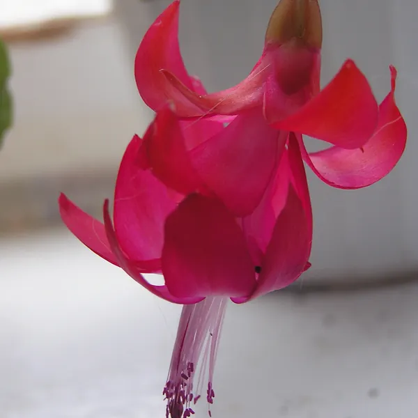 Photo of a christmas cactus plant (Schlumbergera spp.)