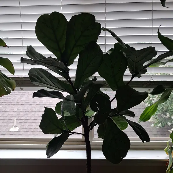 Photo of a fiddle leaf fig plant (Ficus lyrata)