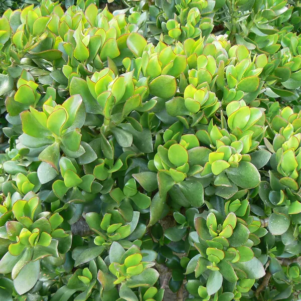 Photo of a jade plant plant (Crassula ovata)