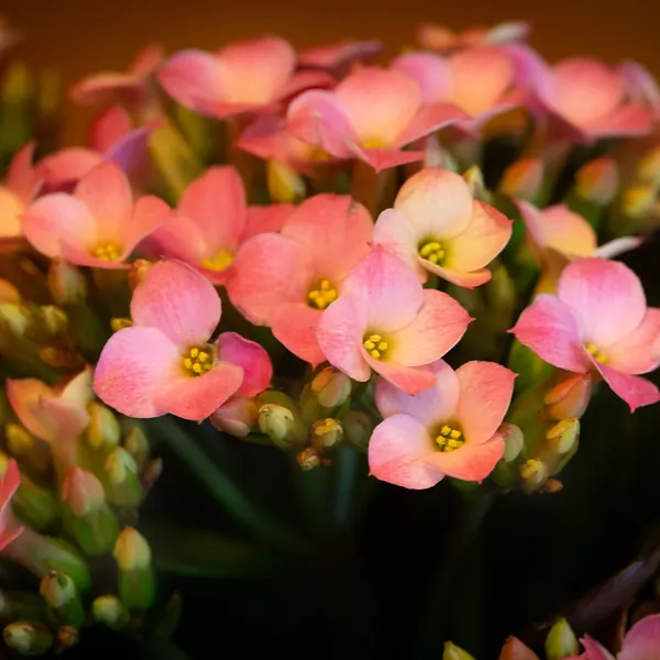 Photo of a kalanchoe plant (Kalanchoe blossfeldiana)