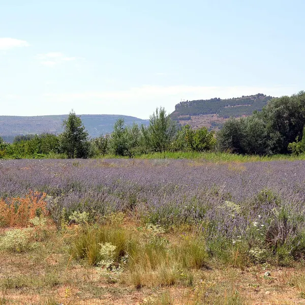 Photo of a lavender plant (Lavandula angustifolia)