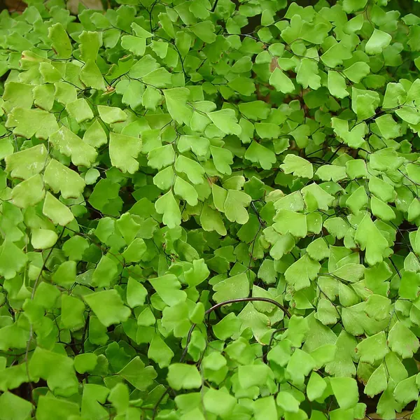 Photo of a maidenhair fern plant (Adiantum raddianum)
