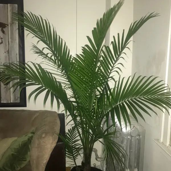 Photo of a majesty palm plant (Ravenea rivularis)