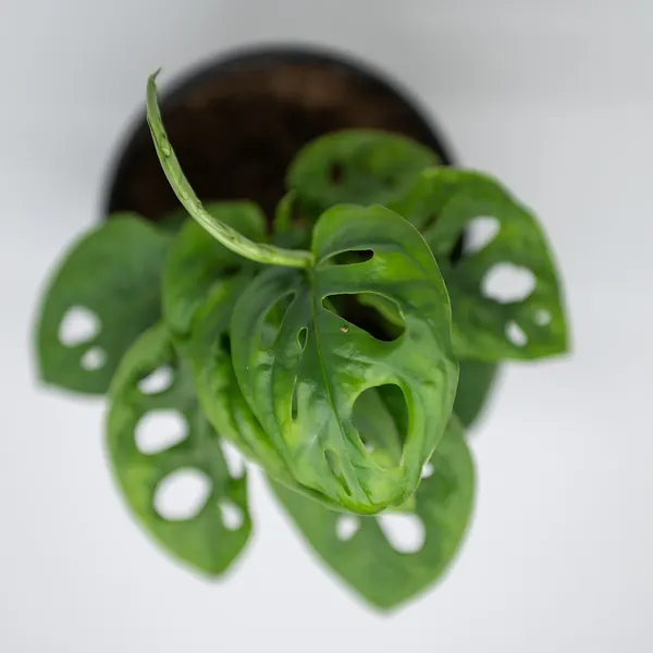 Photo of a monstera adansonii plant (Monstera adansonii)