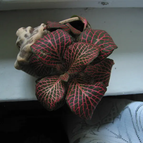Photo of a nerve plant plant (Fittonia albivenis)