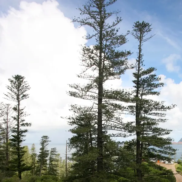 Photo of a norfolk island pine plant (Araucaria heterophylla)