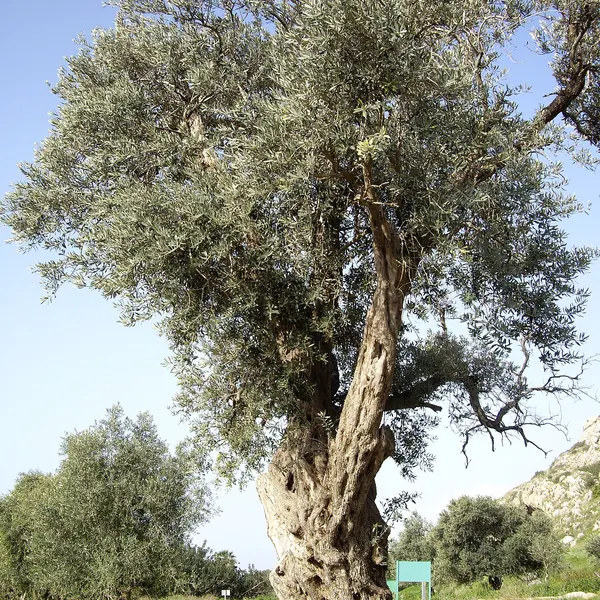 Photo of a olive tree plant (Olea europaea)