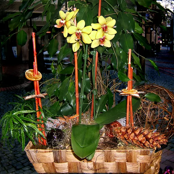Photo of a moth orchid plant (Phalaenopsis)