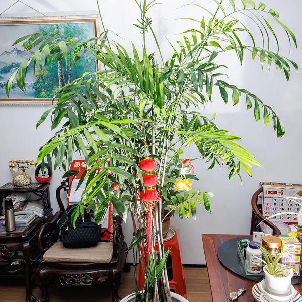 Photo of a parlor palm plant (Chamaedorea elegans)