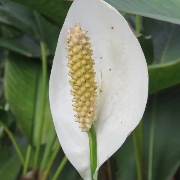 Photo of a peace lily plant (Spathiphyllum)