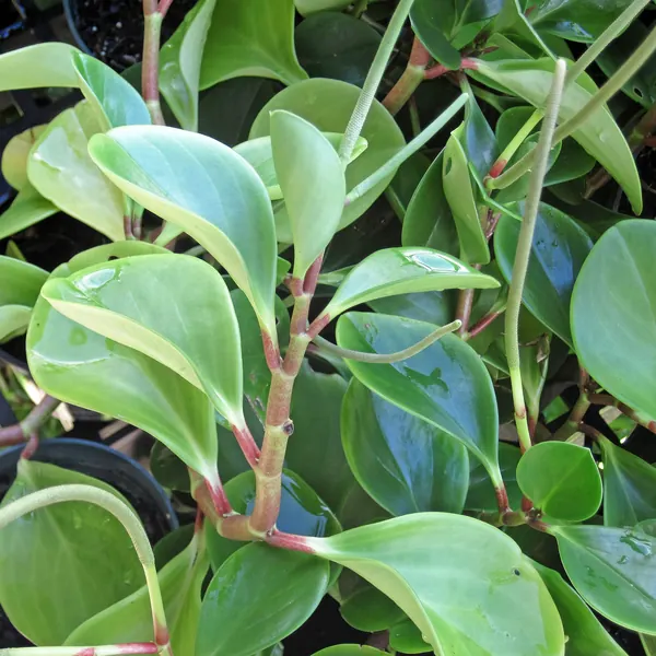Photo of a peperomia plant (Peperomia obtusifolia and others)