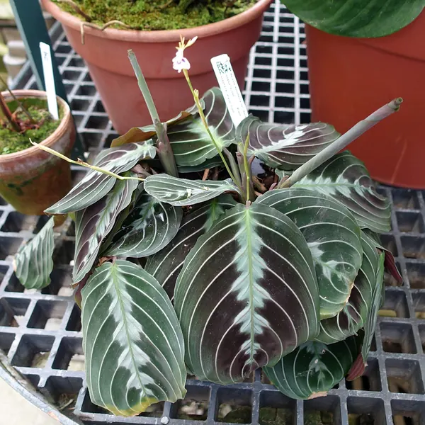 Photo of a prayer plant plant (Maranta leuconeura)