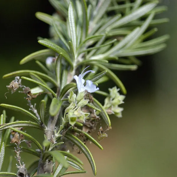 Photo of a rosemary plant (Salvia rosmarinus)