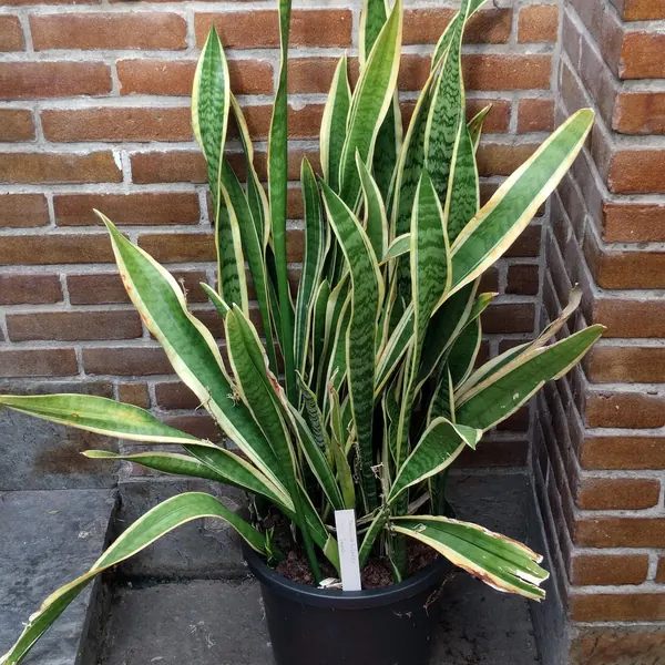 Photo of a snake plant plant (Dracaena trifasciata)