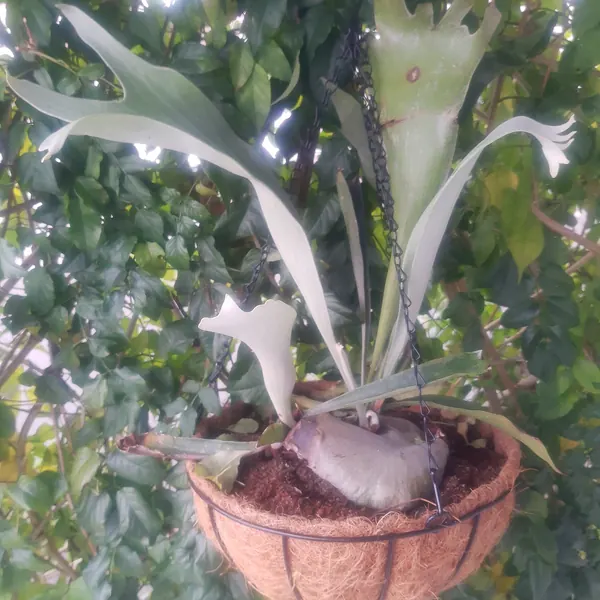Photo of a staghorn fern plant (Platycerium bifurcatum)