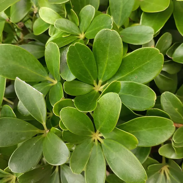 Photo of a umbrella plant plant (Schefflera arboricola)